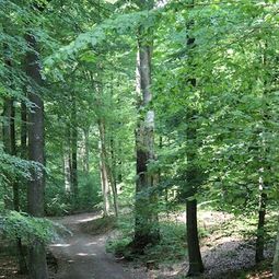 Die Waldbestattung ermöglicht die Beisetzung in der Natur an den Wurzeln eines Baumes.